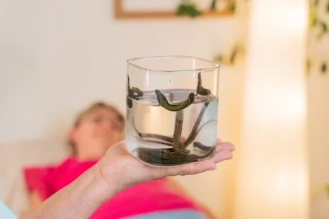 Co zawiera ślina pijawki? Hirudyna i inne związki bioaktywne pod lupą